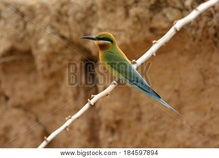 beautiful blue tailed bee eater (Merops philippinus) possing