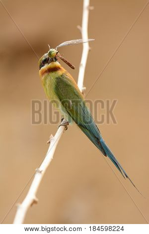 beautiful blue tailed bee eater (Merops philippinus) possing