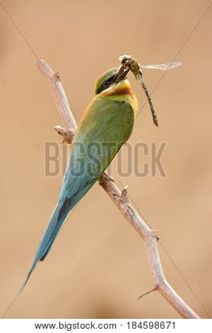 beautiful blue tailed bee eater (Merops philippinus) possing