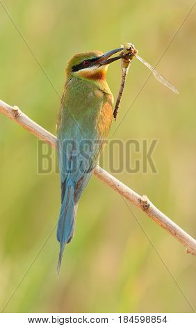 beautiful blue tailed bee eater (Merops philippinus) possing