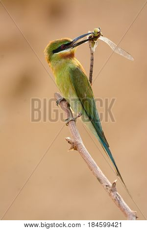 beautiful blue tailed bee eater (Merops philippinus) possing