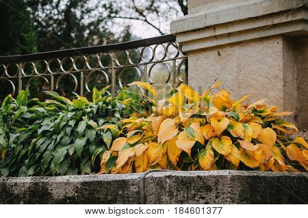 Close up of green and yellow leaves of hosta or funkia