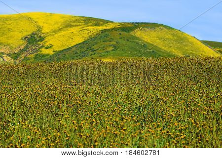 Rural hills with spring wildflowers taken at the Temblor Range in the Carrizo Plain, CA