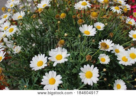 chamomile on a green background, summer time, white flowers