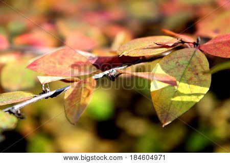 autumn forest, autumn leaves, colorful background, red and yellow leaves