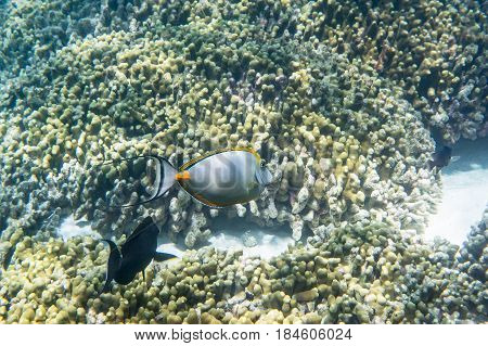 Orangespine unicornfish ( naso lituratus ) swimming arounnd the reef