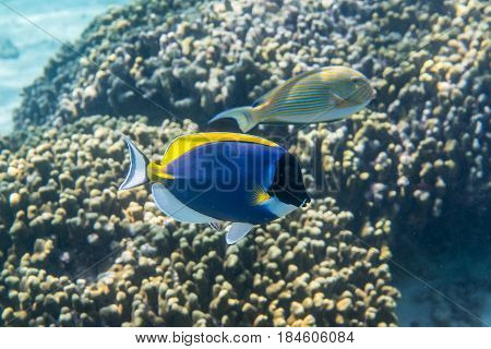 Powder blue surgeonfish (Acanthurus leucosternon) swimming around the reef