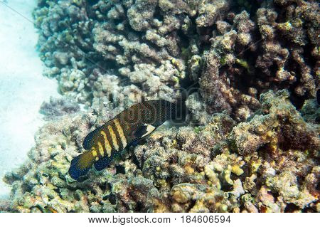 Peacock grouper ( Cephalopholis argus ) swimming around the reef