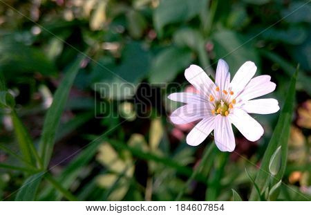 White flower against the background of a juicy green grass in the summer