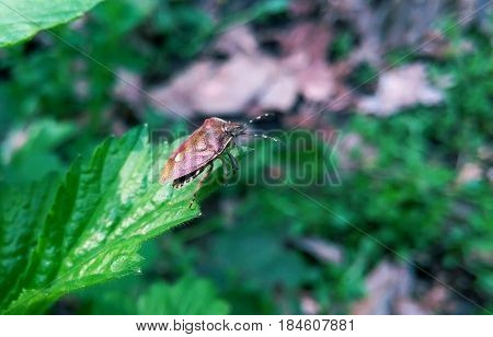 Bug close up against the background of a juicy green ratitelnost (Shchitnik chernousy)