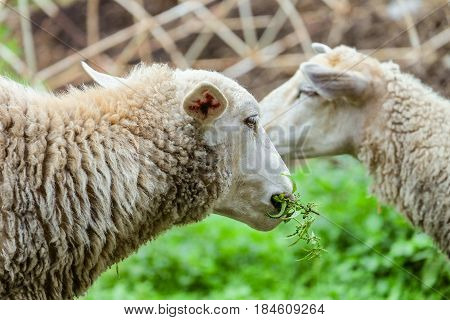 Grazing sheep. Head of the animal eating the green stalk. Farm animals scene with limited depth of field.