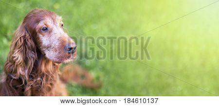 Web banner of a cute old Irish Setter dog