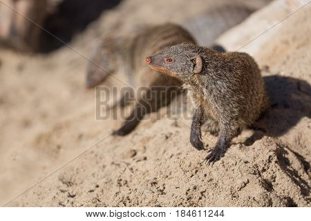 Close up view of the yellow mongoose group on sand.