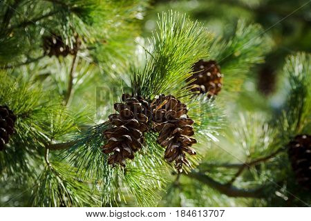 two in the center cone on spruce branches, a view from the bottom up,  spring, summer,beautiful view, bright day, sunny