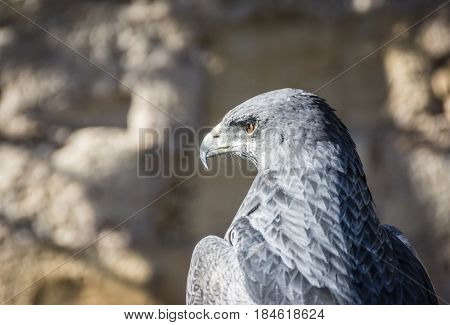 Black-chested Buzzard-eagle Or Geranoaetus Melanoleucus