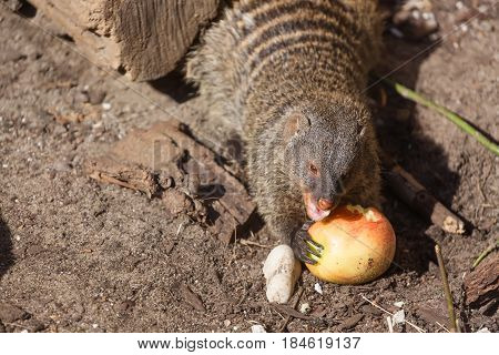 Close up view of the yellow mongoose eating an apple on sand.