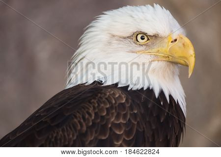 Portrait of a bald eagle. America national symbol. Latin name haliaeetus leucocephalus.