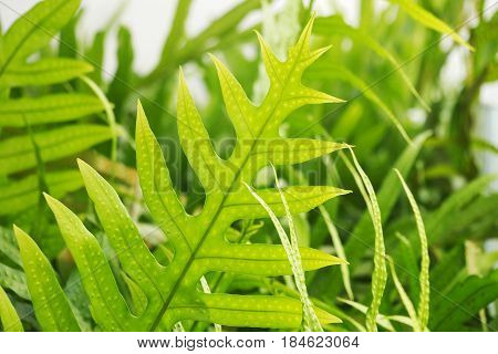 Close up of greenery fern leaves with spores