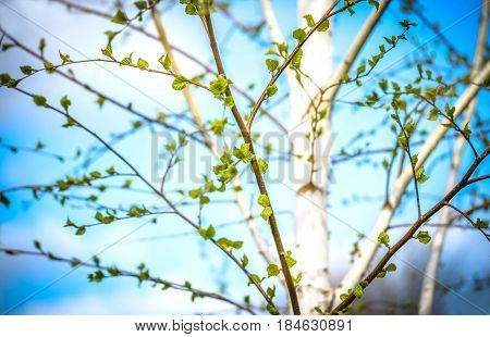 Beautiful background of new, fresh birch leaves on branch, blue sky with white clouds. Green leaves of birch tree in spring. Spring natural background with young birch leaves.