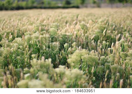 Grassfield landscape at sunrise. Backlight. Hordeum. Poaceae.