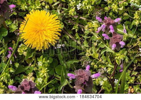 wild flowers of a large flowered selfheal Prunella grandiflora.