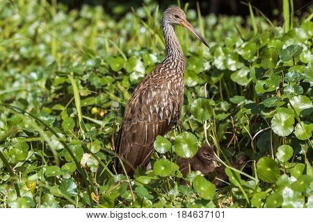 Limpkin with baby chicks in lily pads