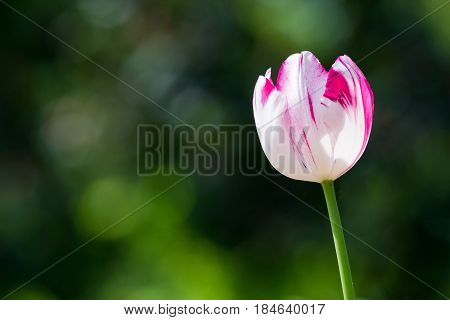 Raindrops on a Flower. Close-up of a Tulip (Tulipa) on a rainy Day. Raindrops on a Pink Tulip. Garden Flowers