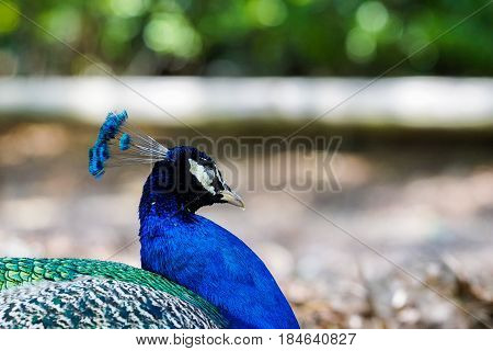 Portrait of a Peacock. Peacock (Phasianinae). Peafowl. Blue Birds