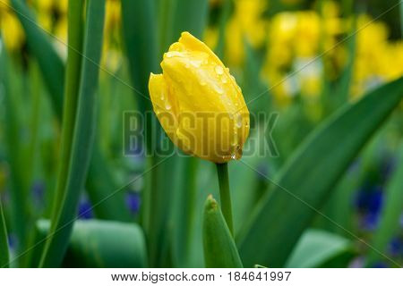 Raindrops on a Flower. Close-up of a Tulip yellow (Tulipa) on a rainy Day. Raindrops on yellow Tulips. A Field full of yellow Flowers. Garden Flowers