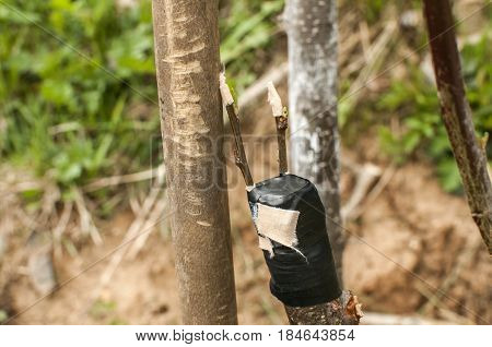 Grafting branches of fruit tree buds closeup to another tree stems on garden background