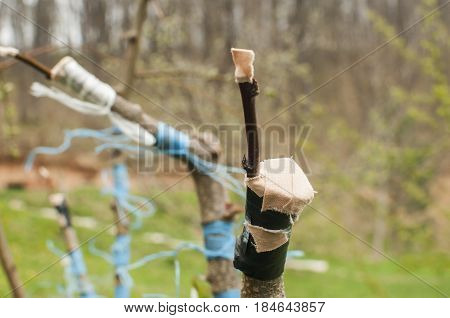 Grafting branches of fruit tree buds closeup to another tree stems on garden background