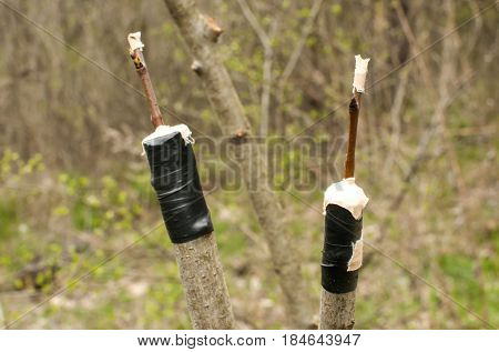 Grafting branches of fruit tree buds closeup to another tree stems on garden background
