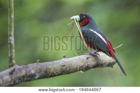 black and red broadbill : bird in Thailand