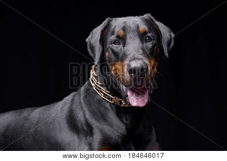 Portrait Of An Adorable Dobermann