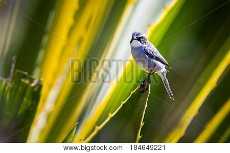 White-throated Rock Thrush : Bird Shot In Thailand