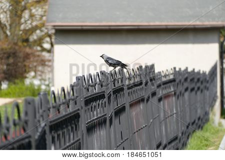 Black Birg Sitting On A Fence