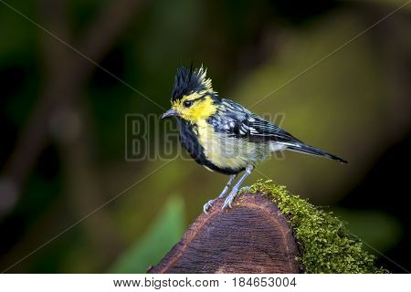Yellow cheeked Tit : Bird shot in thailand