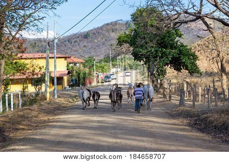 Herding Cows Down The Road