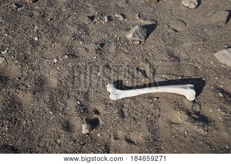 Long leg bone laying in a field of sand at an ancient Peruvian Nazca burial site
