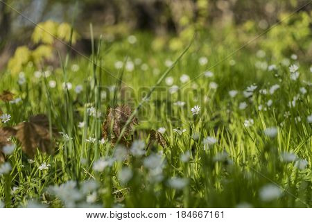 Spring nice flower meadow in sunny north Bohemia