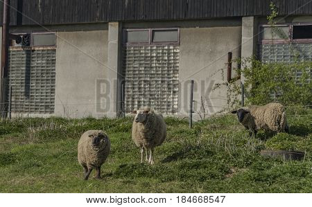 Sheeps near sheep house in spring sunny day