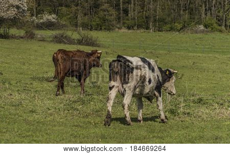 Cows on green spring meadow near Stebno village