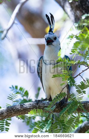 White-throated Magpie Jay (calocitta Formosa)