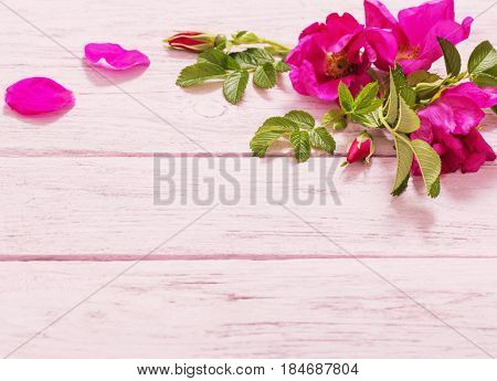 the pink roses on pink wooden table