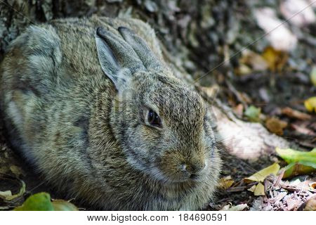 Full body portrait of a cute bunny rabbit against the base of a tree.