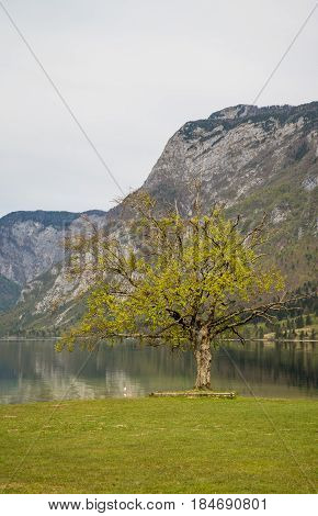 Beautiful Bohinj lake and its green surroundings in Slovenia during springtime