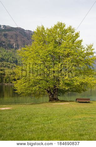 Beautiful Bohinj lake and its green surroundings in Slovenia during springtime
