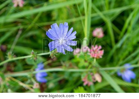 Cornflower flower with rain drops, wild plants in a meadow