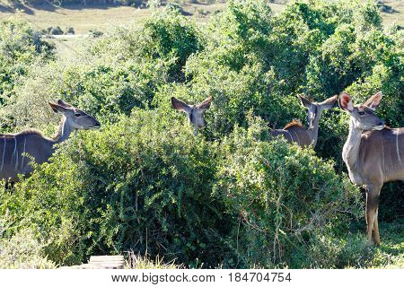 Kudus Standing And Watching In All Directions
