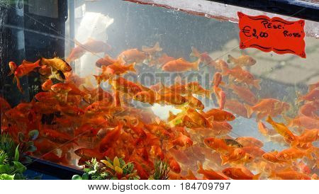 detail of red fish at market in italy